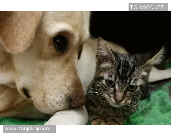 米克斯犬的魅力与养护指南探索它们的性格特点与生活需求